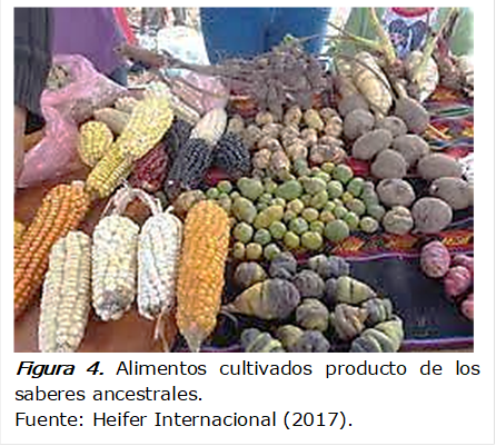  
Figura 4. Alimentos cultivados producto de los saberes ancestrales.
Fuente: Heifer Internacional (2017).